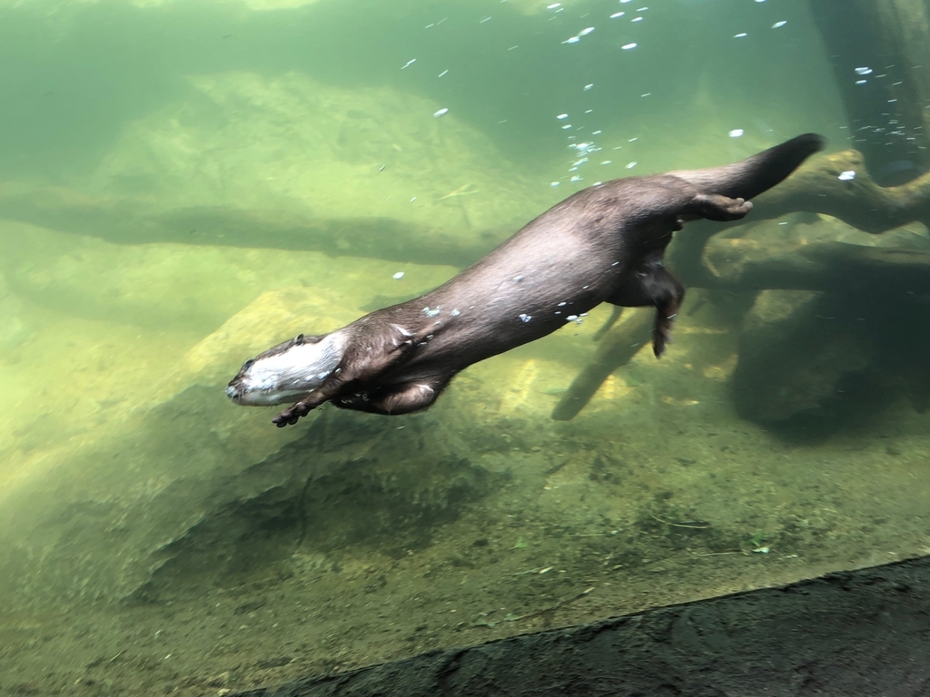 山口県宇部市「ときわ動物園」アジア森林ゾーン 水中の「コツメカワウソ」