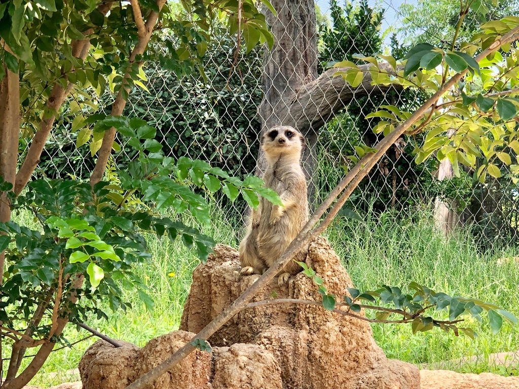 山口県宇部市「ときわ動物園」アフリカの丘陵 マダガスカルゾーン 「ミーアキャット」
