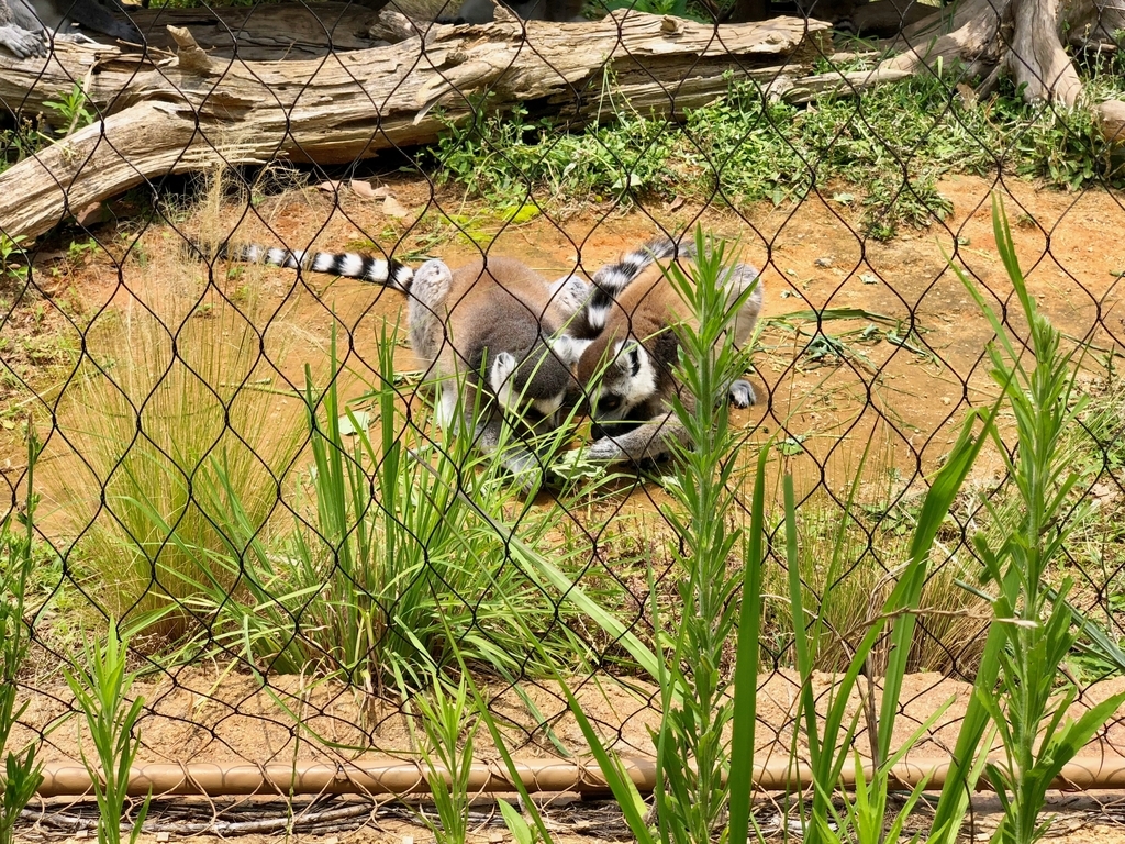 山口県宇部市「ときわ動物園」アフリカの丘陵 マダガスカルゾーン 「ワオキツネザル」
