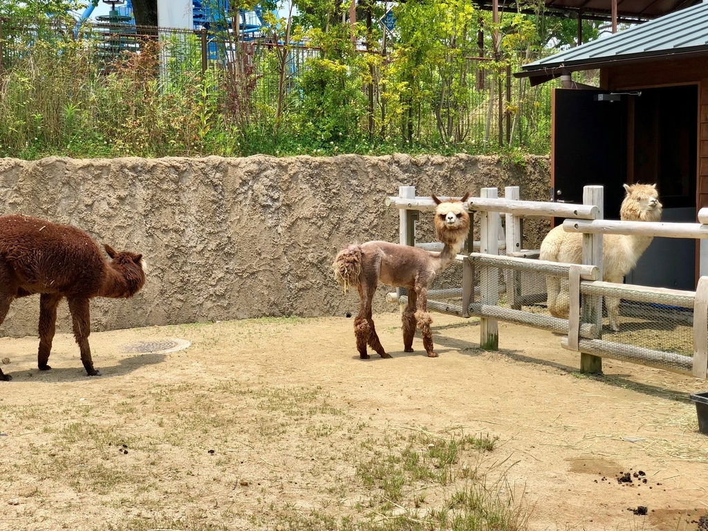 山口県宇部市「ときわ動物園」学習施設ゾーン 「アルパカ」