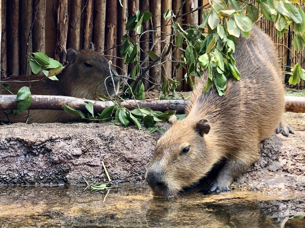 山口県宇部市「ときわ動物園」中南米の水辺ゾーン「カピバラ」