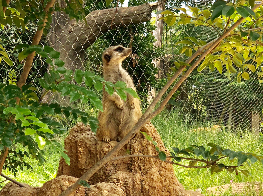 山口県宇部市「ときわ動物園」ミーアキャット