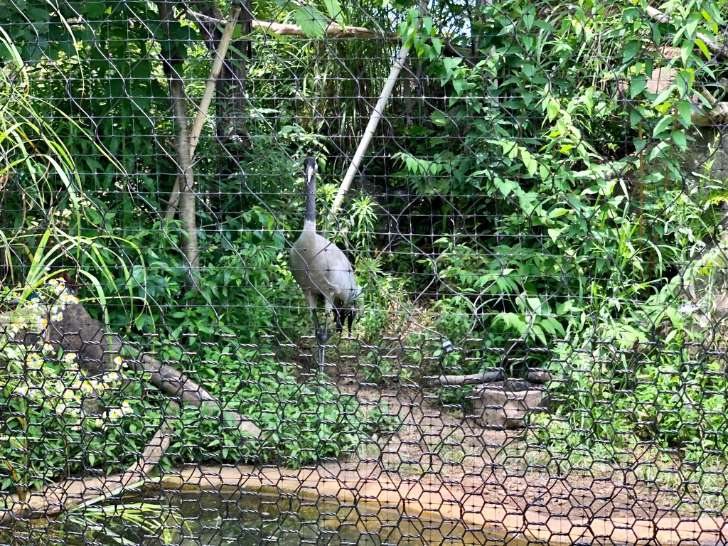 山口県宇部市「ときわ動物園」山口宇部の自然ゾーン「クロツル」