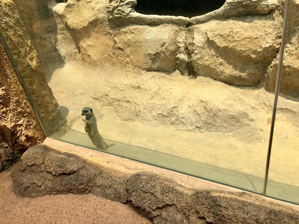 山口県宇部市「ときわ動物園」アフリカの丘陵 マダガスカルゾーン 「ミーアキャット」