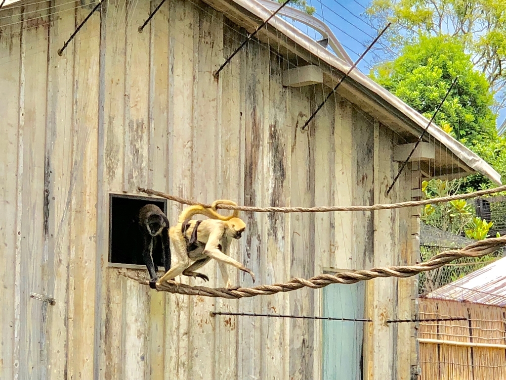 山口県宇部市「ときわ動物園」中南米の水辺ゾーン「ジェフロイクモザル」