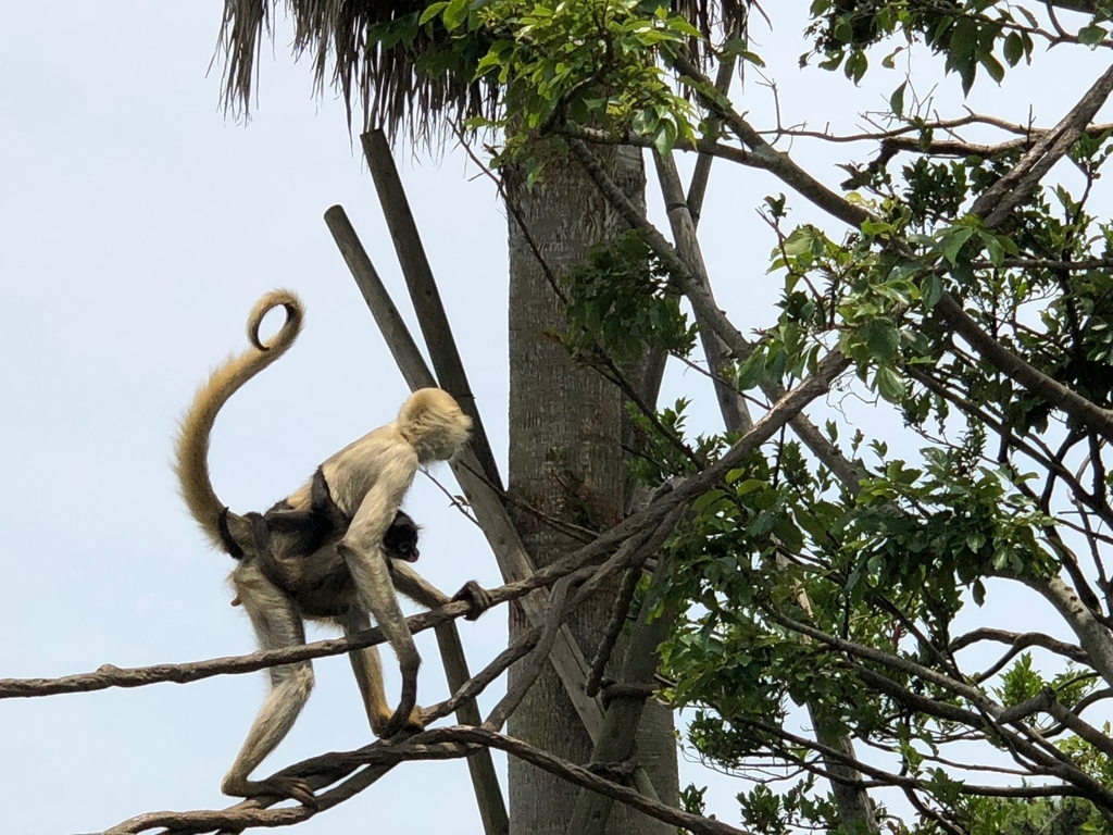 山口県宇部市「ときわ動物園」中南米の水辺ゾーン「ジェフロイクモザル」