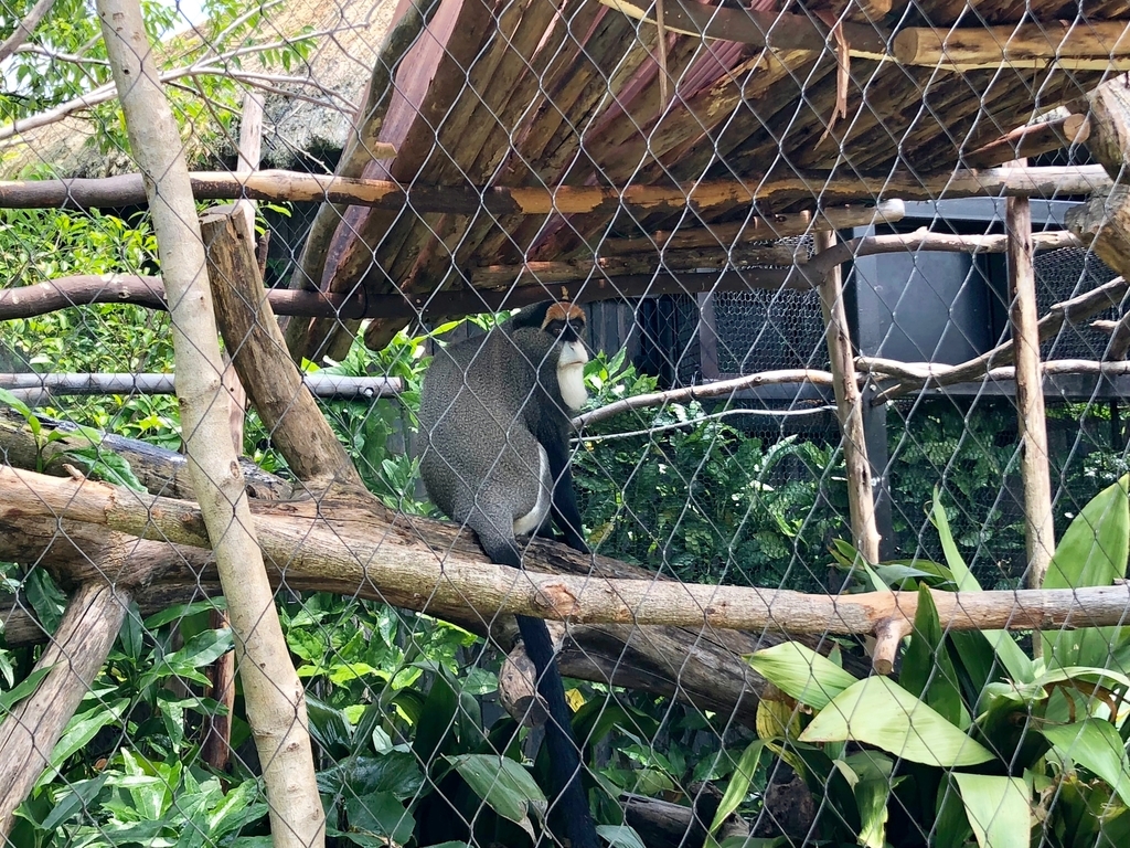 山口県宇部市「ときわ動物園」アフリカの丘陵 マダガスカルゾーン 「ブラッザグエノン」