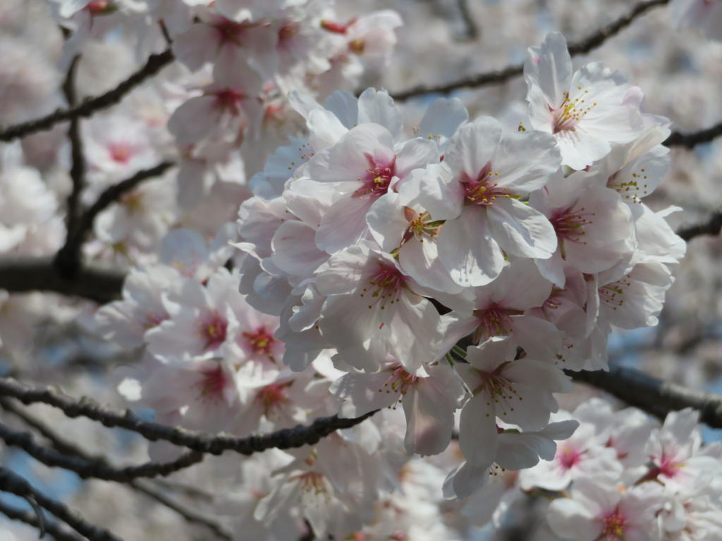 f:id:rararutan:20180414164006j:plain f:id:rararutan:20180414164006j:plain