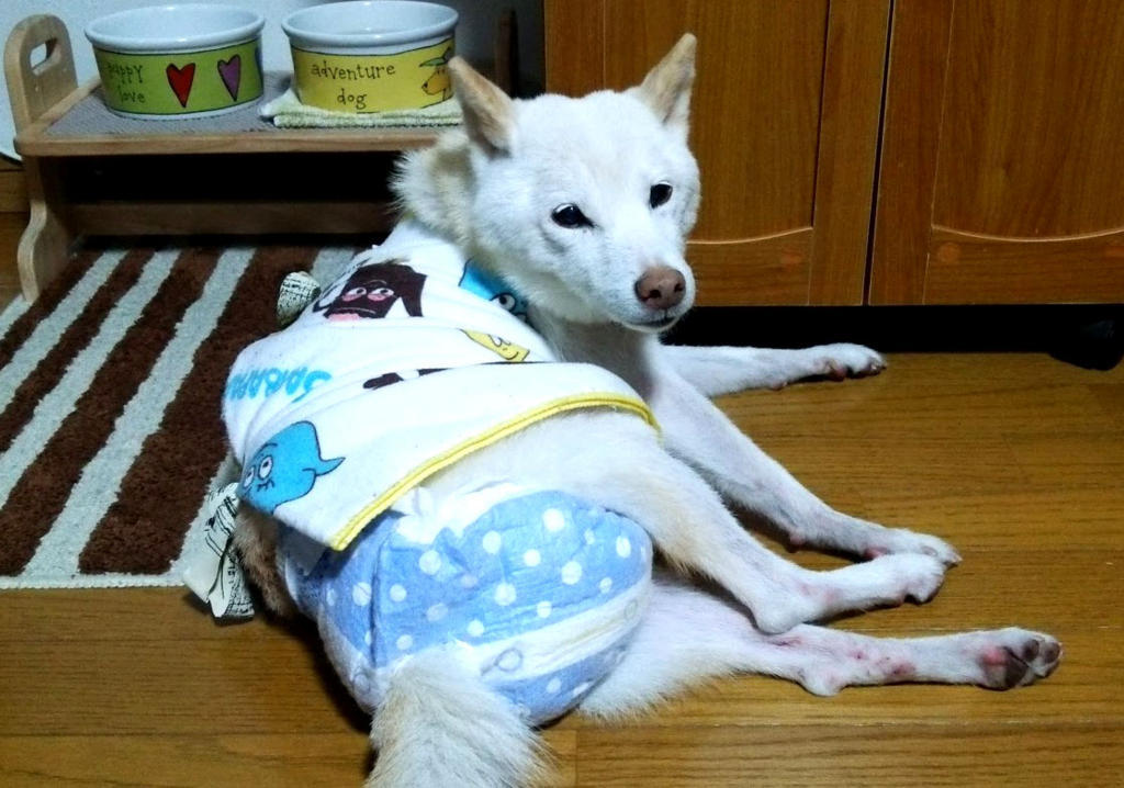 f:id:rararutan:20180505153630j:plain f:id:rararutan:20180505153630j:plain
