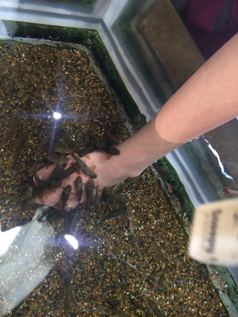 ドクターフィッシュ体験 大洗水族館 プチプラしゅふのおススメな日常