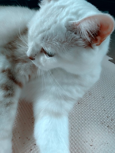 f:id:rarigooo:20200402002131j:image