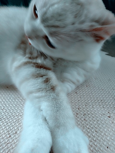 f:id:rarigooo:20200402002303j:image