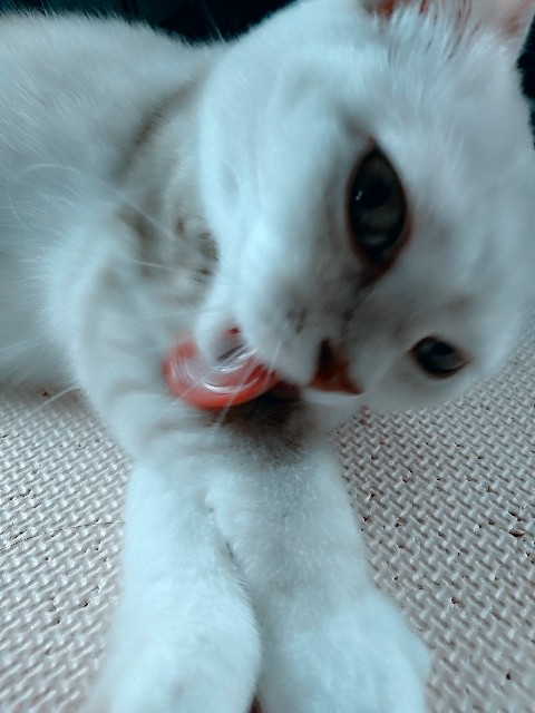 f:id:rarigooo:20200402002318j:image