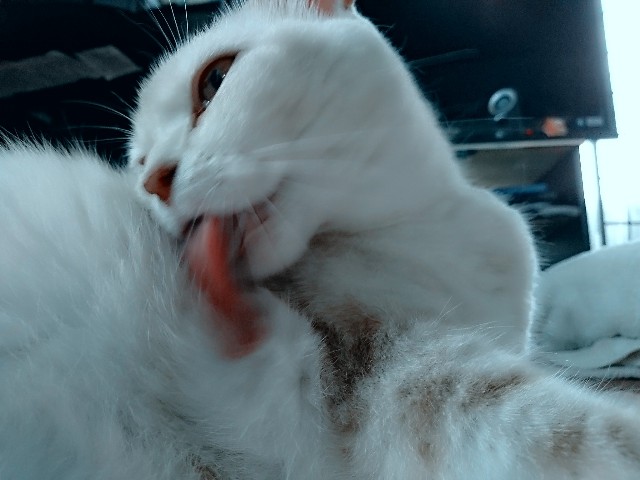 f:id:rarigooo:20200402002434j:image