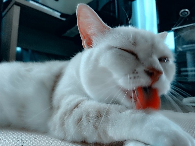 f:id:rarigooo:20200402002449j:image
