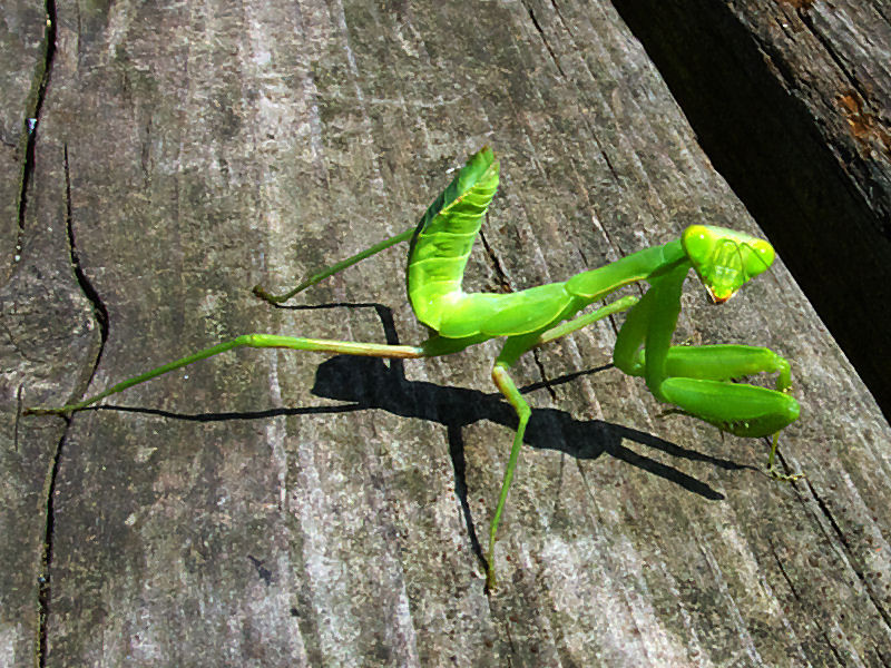  カマキリ (トリミング)
