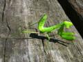 [等倍] カマキリ (トリミング)