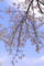 [桜]