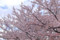 [桜]
