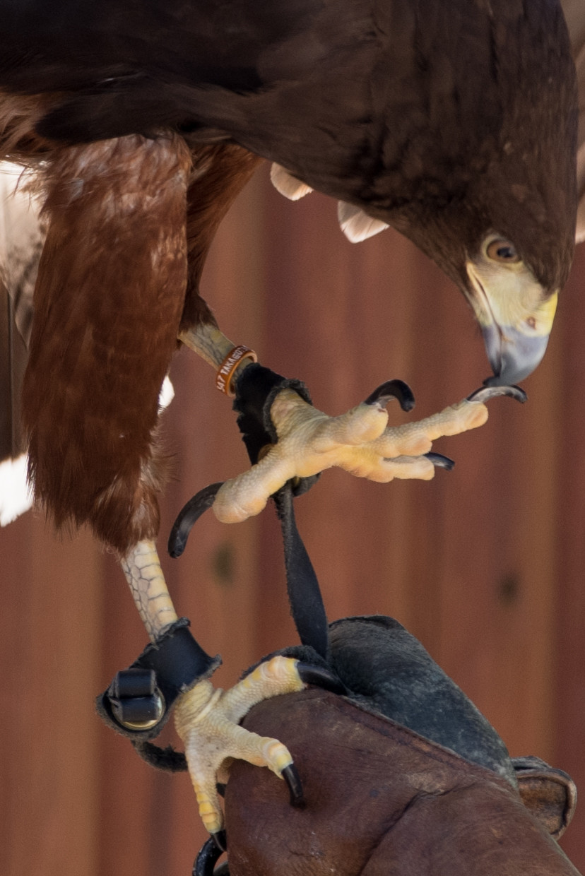  (8) ふれあい動物の森 ハリスホーク 脚部 ( 等倍切り出し )