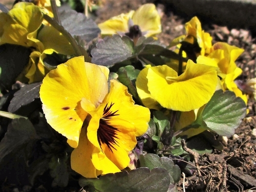f:id:raruka:20190213142430j:plain:w500:h400 f:id:raruka:20190213142430j:plain:w500:h400