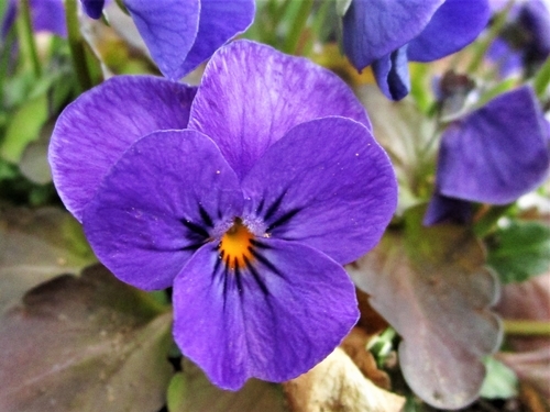 f:id:raruka:20190323145258j:plain:w400:h300 f:id:raruka:20190323145258j:plain:w400:h300