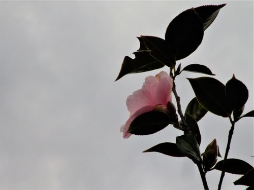 f:id:raruka:20190323145323j:plain:w300:h250 f:id:raruka:20190323145323j:plain:w300:h250