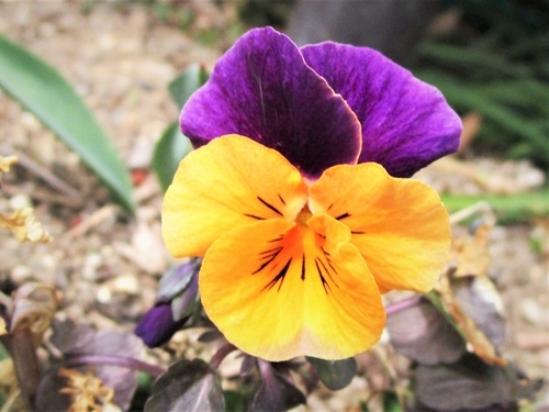 f:id:raruka:20190331132706j:plain:w400:h300 f:id:raruka:20190331132706j:plain:w400:h300