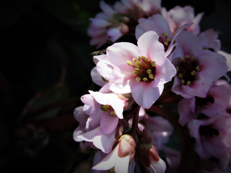 f:id:raruka:20190420144442j:plain:w340:h227 f:id:raruka:20190420144442j:plain:w340:h227