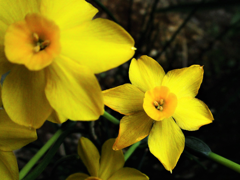 f:id:raruka:20190427143549j:plain:w560:h373 f:id:raruka:20190427143549j:plain:w560:h373