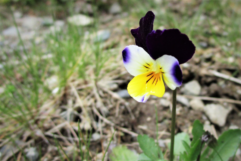 f:id:raruka:20190429134024j:plain:w340:h227 f:id:raruka:20190429134024j:plain:w340:h227