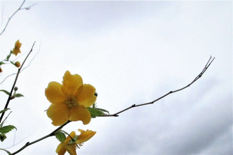 f:id:raruka:20190430142641j:plain:w330:h220 f:id:raruka:20190430142641j:plain:w330:h220