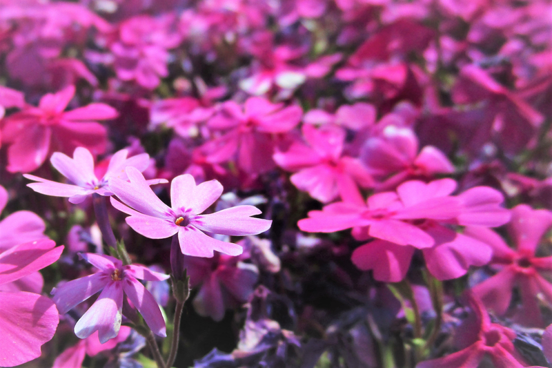 f:id:raruka:20190505145305j:plain:w330:h220 f:id:raruka:20190505145305j:plain:w330:h220