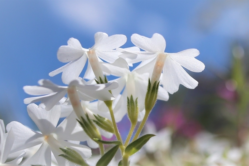 f:id:raruka:20190507145550j:plain f:id:raruka:20190507145550j:plain