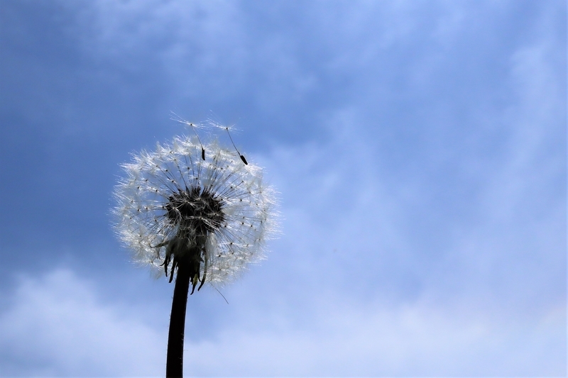 f:id:raruka:20190510150319j:plain:w330:h220 f:id:raruka:20190510150319j:plain:w330:h220