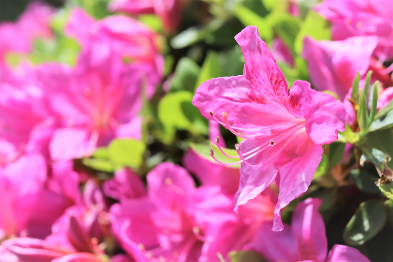 f:id:raruka:20190512143900j:plain f:id:raruka:20190512143900j:plain