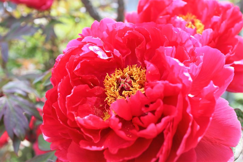 f:id:raruka:20190513140547j:plain f:id:raruka:20190513140547j:plain