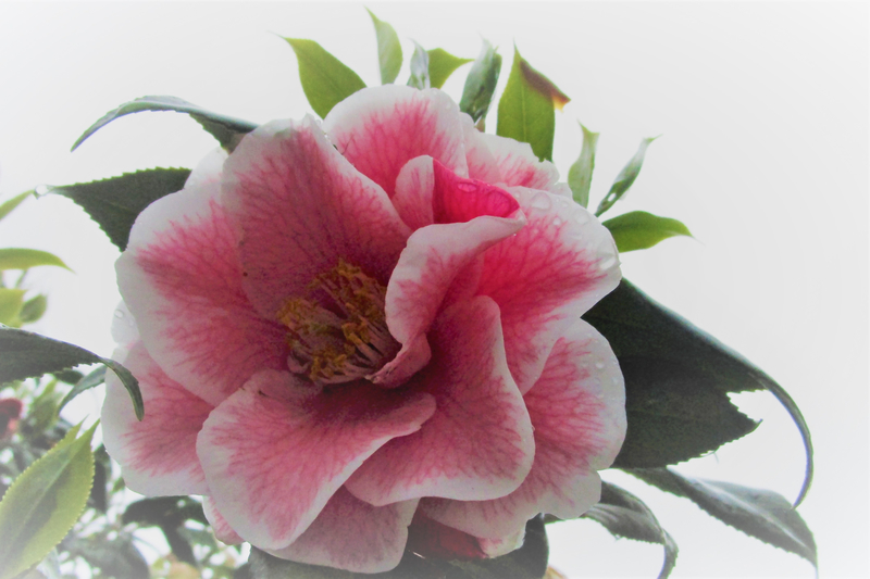 f:id:raruka:20190514142234j:plain:w330:h220 f:id:raruka:20190514142234j:plain:w330:h220