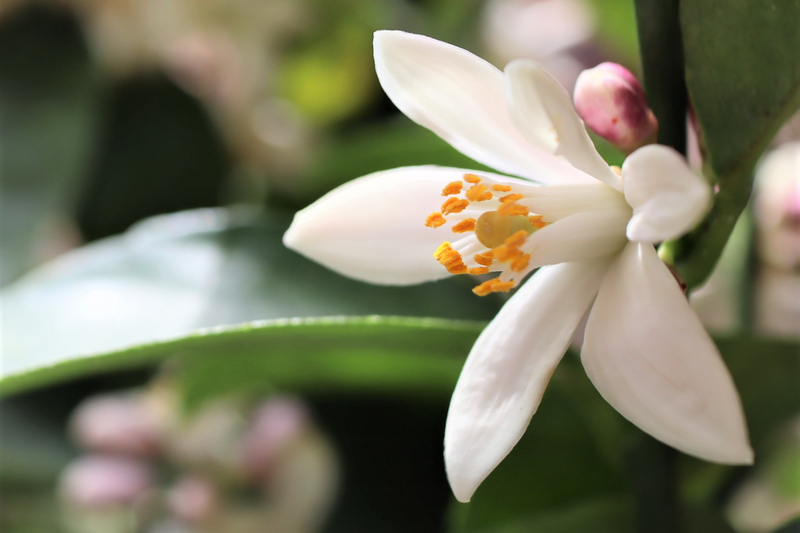 f:id:raruka:20190515143941j:plain f:id:raruka:20190515143941j:plain