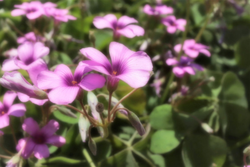 f:id:raruka:20190515143945j:plain:w330:h220 f:id:raruka:20190515143945j:plain:w330:h220