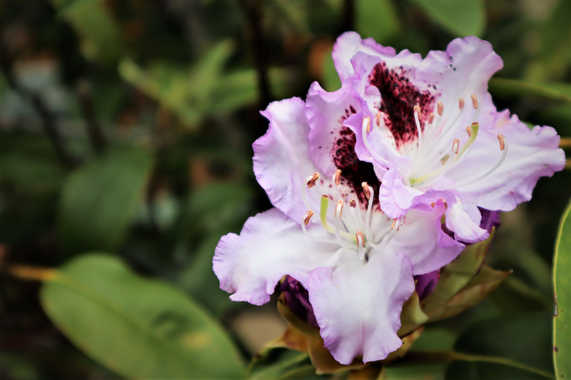f:id:raruka:20190517150316j:plain f:id:raruka:20190517150316j:plain