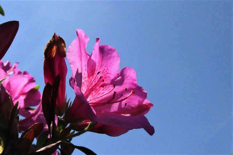 f:id:raruka:20190519144227j:plain f:id:raruka:20190519144227j:plain
