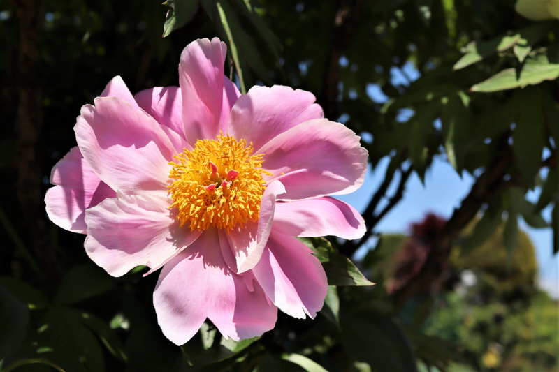 f:id:raruka:20190520142946j:plain f:id:raruka:20190520142946j:plain
