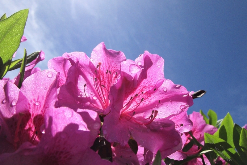 f:id:raruka:20190521141253j:plain f:id:raruka:20190521141253j:plain