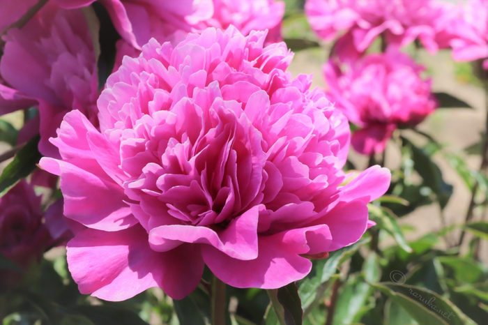 f:id:raruka:20190524142244j:plain f:id:raruka:20190524142244j:plain