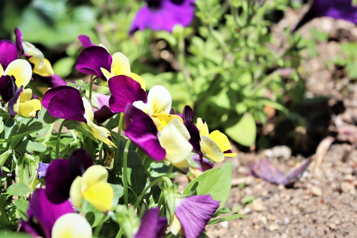 f:id:raruka:20190525131814j:plain:w330:h220 f:id:raruka:20190525131814j:plain:w330:h220