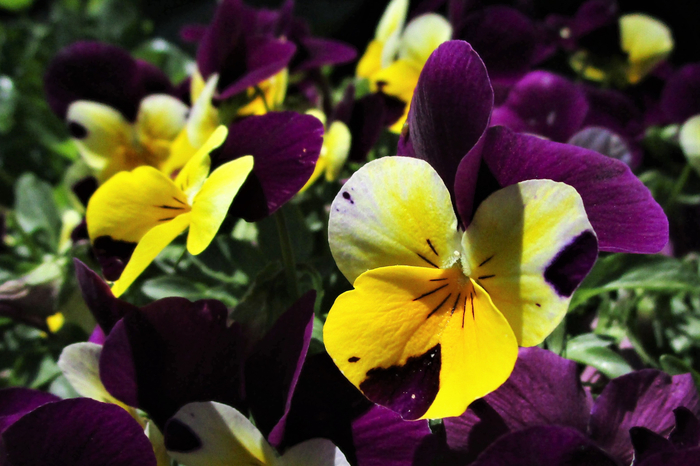 f:id:raruka:20190525131831j:plain f:id:raruka:20190525131831j:plain