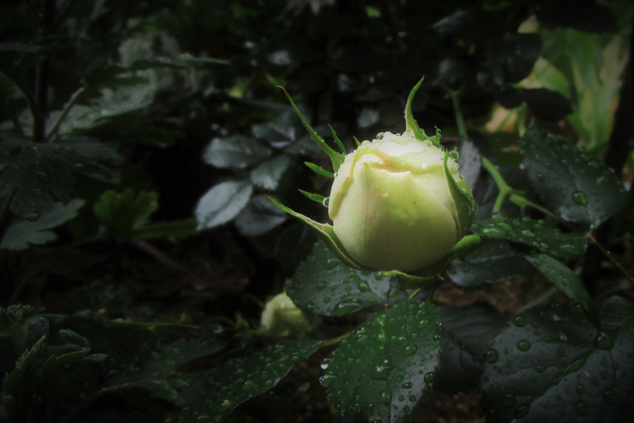 f:id:raruka:20190528134307j:plain:w330:h220 f:id:raruka:20190528134307j:plain:w330:h220