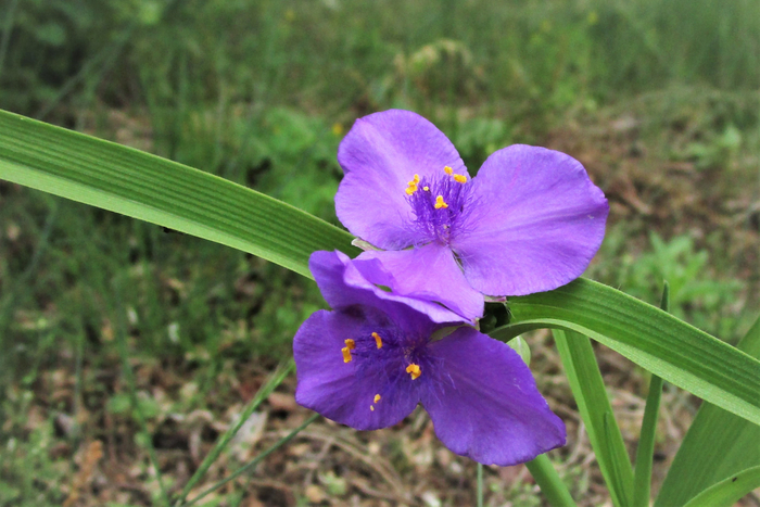 f:id:raruka:20190529143431j:plain:w330:h220 f:id:raruka:20190529143431j:plain:w330:h220