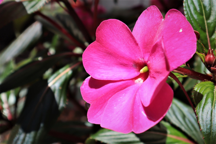 f:id:raruka:20190530134138j:plain f:id:raruka:20190530134138j:plain